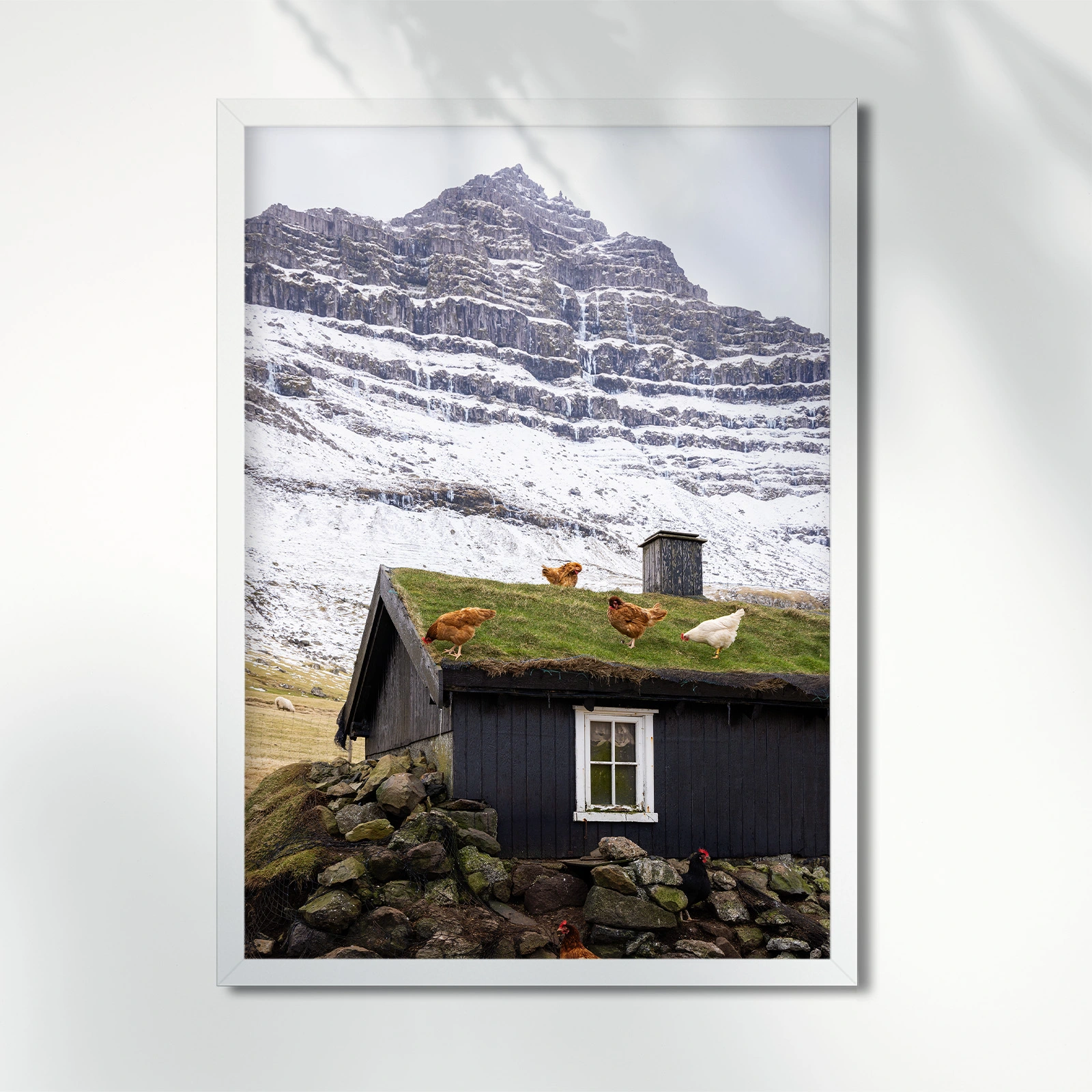 chickens-turf-roof-trollanes-faroe-islands-frame-4578