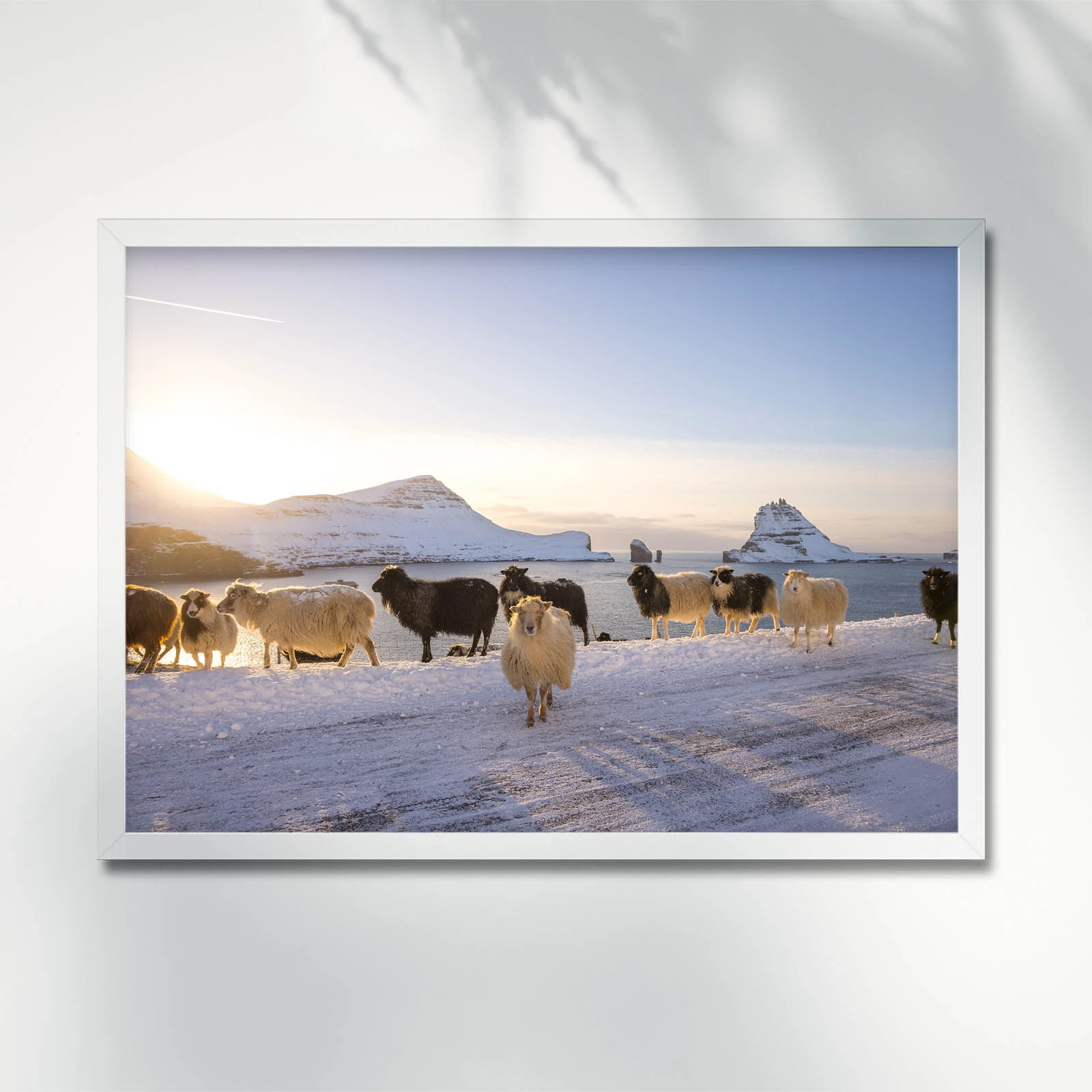Sheep walking in snowy landscape in Vagar island. Faroe Islands