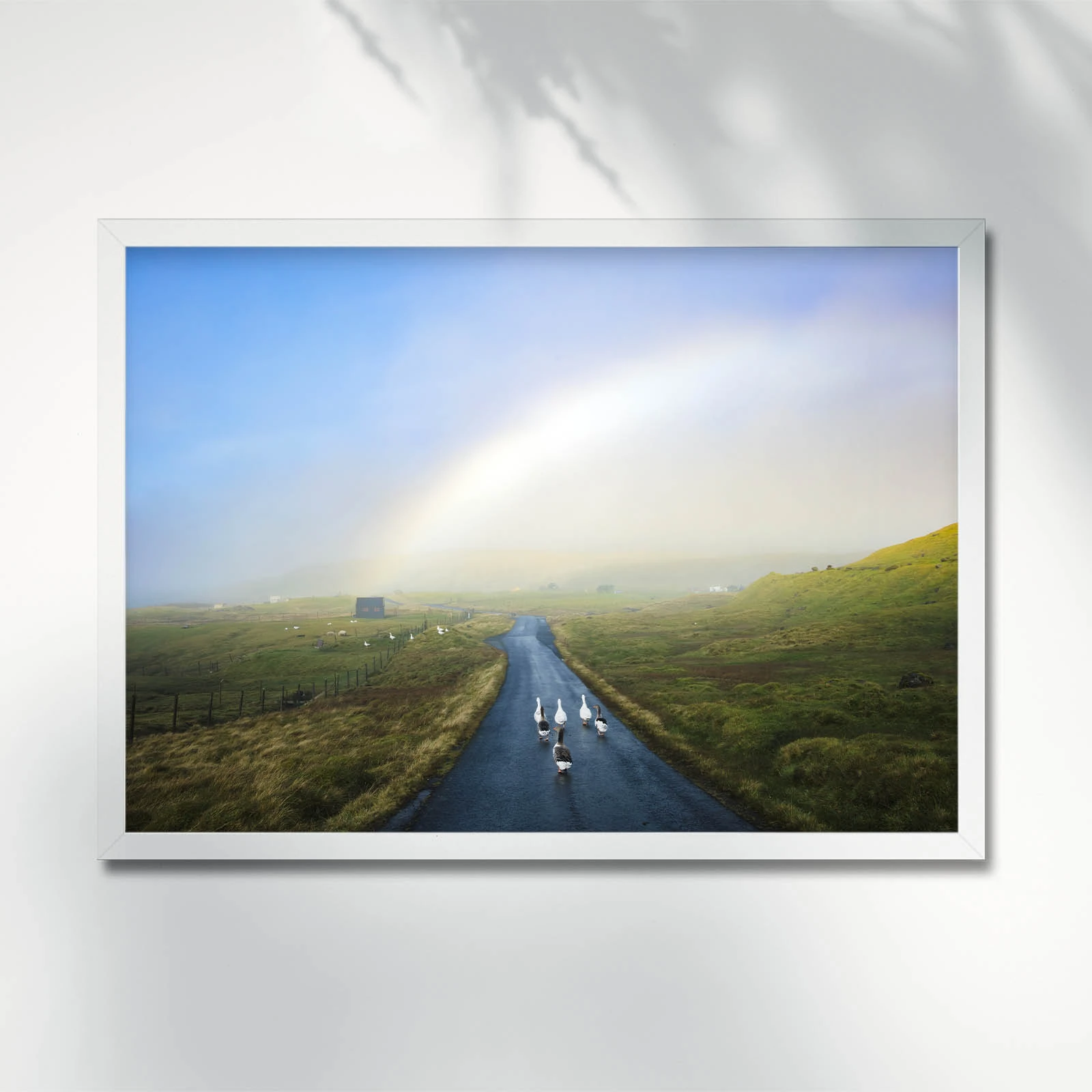 Geese walking on a misty road. Tórshavn. Faroe Islands